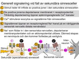 Förhandsvisning (thumbnail) från videon 16 Sinnena (6)