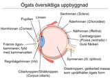 Förhandsvisning (thumbnail) från videon 16 Sinnena (8)