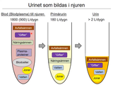 Förhandsvisning (thumbnail) från videon 15 Njurar (2)