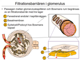 Förhandsvisning (thumbnail) från videon 15 Njurar (4)