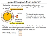 Förhandsvisning (thumbnail) från videon 14 MatspjÃ¤lkningssystemet (4)