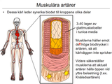 Förhandsvisning (thumbnail) från videon 13 Cirkulationssystemet del 3 (2)