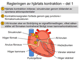 Förhandsvisning (thumbnail) från videon 12 Cirkulationssystemet del 2 (3)
