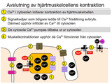 Förhandsvisning (thumbnail) från videon 12 Cirkulationssystemet del 2 (5)