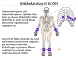 Förhandsvisning (thumbnail) från videon 12 Cirkulationssystemet del 2 (6)