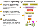 Förhandsvisning (thumbnail) från videon 12 Cirkulationssystemet del 2 (7)