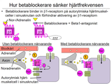 Förhandsvisning (thumbnail) från videon 12 Cirkulationssystemet del 2 (8)