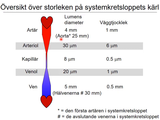 Förhandsvisning (thumbnail) från videon 11 Cirkulationssystemet del (2)