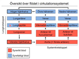 Förhandsvisning (thumbnail) från videon 11 Cirkulationssystemet del (3)