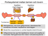 Förhandsvisning (thumbnail) från videon 11 Cirkulationssystemet del (4)