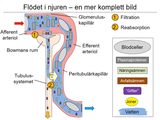 Förhandsvisning (thumbnail) från videon 11 Cirkulationssystemet del (5)