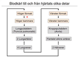 Förhandsvisning (thumbnail) från videon 11 Cirkulationssystemet del (7)
