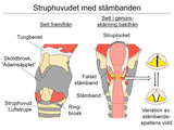 Förhandsvisning (thumbnail) från videon 10 Andningssystemet (3)