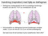 Förhandsvisning (thumbnail) från videon 10 Andningssystemet (5)