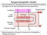 Förhandsvisning (thumbnail) från videon 10 Andningssystemet (7)