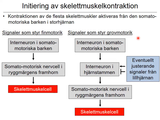 Förhandsvisning (thumbnail) från videon 9 BenvÃ¤vnad och skelettmuskulatur (6)