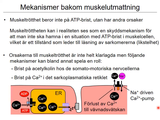 Förhandsvisning (thumbnail) från videon 9 BenvÃ¤vnad och skelettmuskulatur (7)