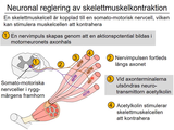 Förhandsvisning (thumbnail) från videon 9 BenvÃ¤vnad och skelettmuskulatur (5)