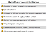 Förhandsvisning (thumbnail) från videon 8 Nervsystemet (1)