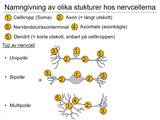 Förhandsvisning (thumbnail) från videon 8 Nervsystemet (2)
