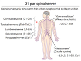 Förhandsvisning (thumbnail) från videon 8 Nervsystemet (5)