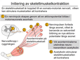 Förhandsvisning (thumbnail) från videon 8 Nervsystemet (6)