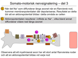 Förhandsvisning (thumbnail) från videon 8 Nervsystemet (7)