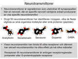 Förhandsvisning (thumbnail) från videon 8 Nervsystemet (9)