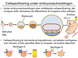 Förhandsvisning (thumbnail) från videon 7 Cellen del 5 (2)