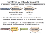 Förhandsvisning (thumbnail) från videon 7 Cellen del 5 (9)