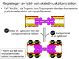 Förhandsvisning (thumbnail) från videon 05 Cellen del 3 (3)