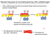 Förhandsvisning (thumbnail) från videon 05 Cellen del 3 (4)