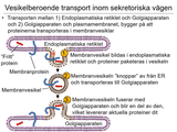 Förhandsvisning (thumbnail) från videon 05 Cellen del 3 (5)