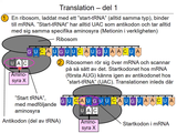 Förhandsvisning (thumbnail) från videon 4 Cellen del 2 (3)