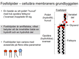Förhandsvisning (thumbnail) från videon 4 Cellen del 2 (7)