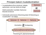 Förhandsvisning (thumbnail) från videon 2 MÃ¤nniskokroppen en Ã¶versikt del 2 (5)
