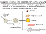 Förhandsvisning (thumbnail) från videon 1 MÃ¤nniskokroppen del 1 (2)