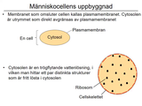 Förhandsvisning (thumbnail) från videon 1 MÃ¤nniskokroppen del 1 (3)