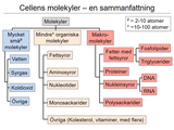 Förhandsvisning (thumbnail) från videon 1 MÃ¤nniskokroppen del 1 (4)