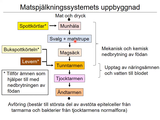 Förhandsvisning (thumbnail) från videon 1 MÃ¤nniskokroppen del 1 (8)