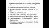Förhandsvisning (thumbnail) från videon Mykologi Del 2 SSK