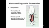 Förhandsvisning (thumbnail) från videon Gynekologisk Anatomi (Kvinnor)