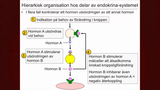 Förhandsvisning (thumbnail) från videon Det endokrina systemet Del 3