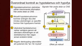 Förhandsvisning (thumbnail) från videon Det endokrina systemet Del 4