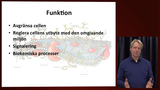 Förhandsvisning (thumbnail) från videon Cellmembranet 27/11