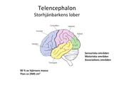 Förhandsvisning (thumbnail) från videon Neuroanatomi