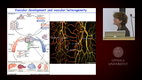 Förhandsvisning (thumbnail) från videon Elisabetta Dejana: Endothelial Cells as Active Guardians of the Integrity of the Vascular Tree