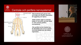 Förhandsvisning (thumbnail) från videon Elena Kozlova: Stamceller vid skada och sjukdom i ryggmärgen