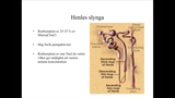 Förhandsvisning (thumbnail) från videon Njurarnas fysiologi och patofysiologi, del2