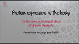 Förhandsvisning (thumbnail) från videon Protein expression in the body